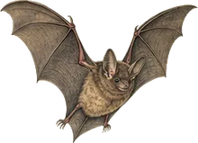 Keen's Myotis