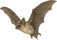 Eastern Small-footed Myotis