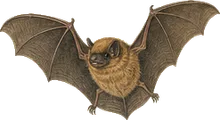 Little Brown Bat