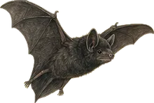 Black Myotis