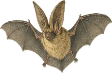 Northern Long-eared Bat