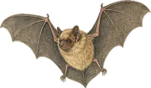 Yuma Myotis