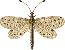Antlion