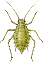 Green Peach Aphid
