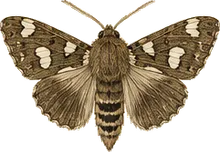 White-dotted Prominent