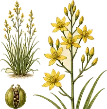 Bog Asphodel