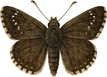 Swarthy Skipper