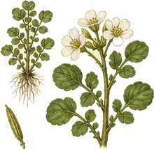 Watercress