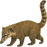Mountain Coati