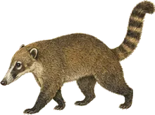 Lowland Coati