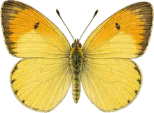 Dainty Sulphur