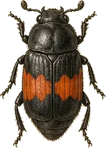 American Carrion Beetle