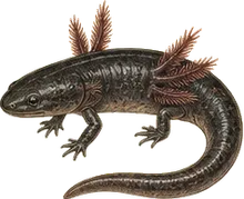 Black Warrior Waterdog