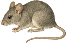 Diminutive Woodrat