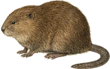 Round-tailed Muskrat