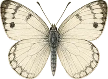 Pine White