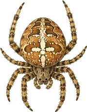 Hentz Orbweaver