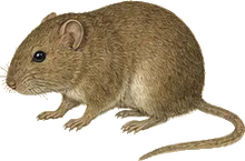 White-throated Woodrat