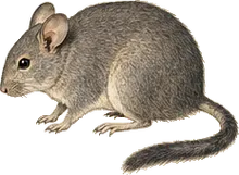Bushy-tailed Woodrat
