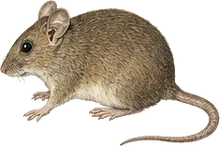 Goldman's Woodrat