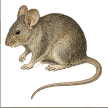 Desert Woodrat