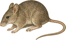 Stephen's Woodrat