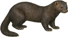 Sea Mink