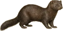 Alaskan Mink