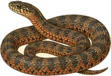 Plain-bellied Watersnake
