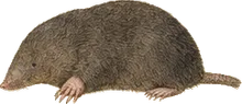 American Shrew Mole