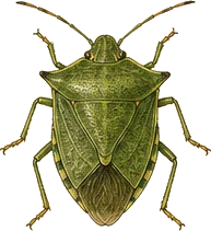 Southern Green Stink Bug