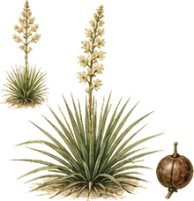 Beargrass