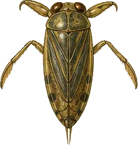 Common Backswimmer