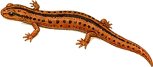 Striped Newt