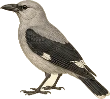 Clark's Nutcracker