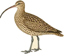 Long-billed Curlew