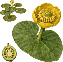 American Spatterdock