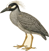 Yellow-crowned Night-Heron
