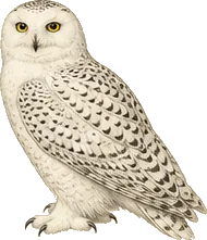 Snowy Owl