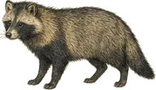 Raccoon Dog