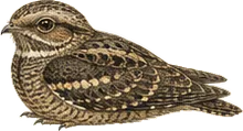 Common Pauraque