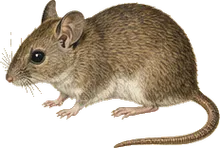 Vesper Rat