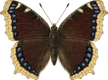 Mourning Cloak