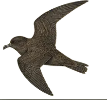 Wilson's Storm-Petrel
