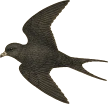 Fork-tailed Storm-Petrel