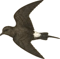 Leach's Storm-Petrel
