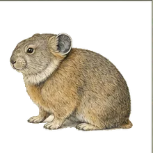 Collared Pika