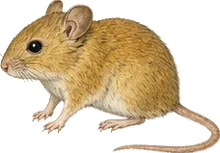 Golden Mouse