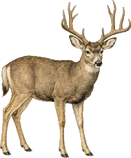 Mule Deer