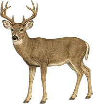 Columbian Black-tailed Deer